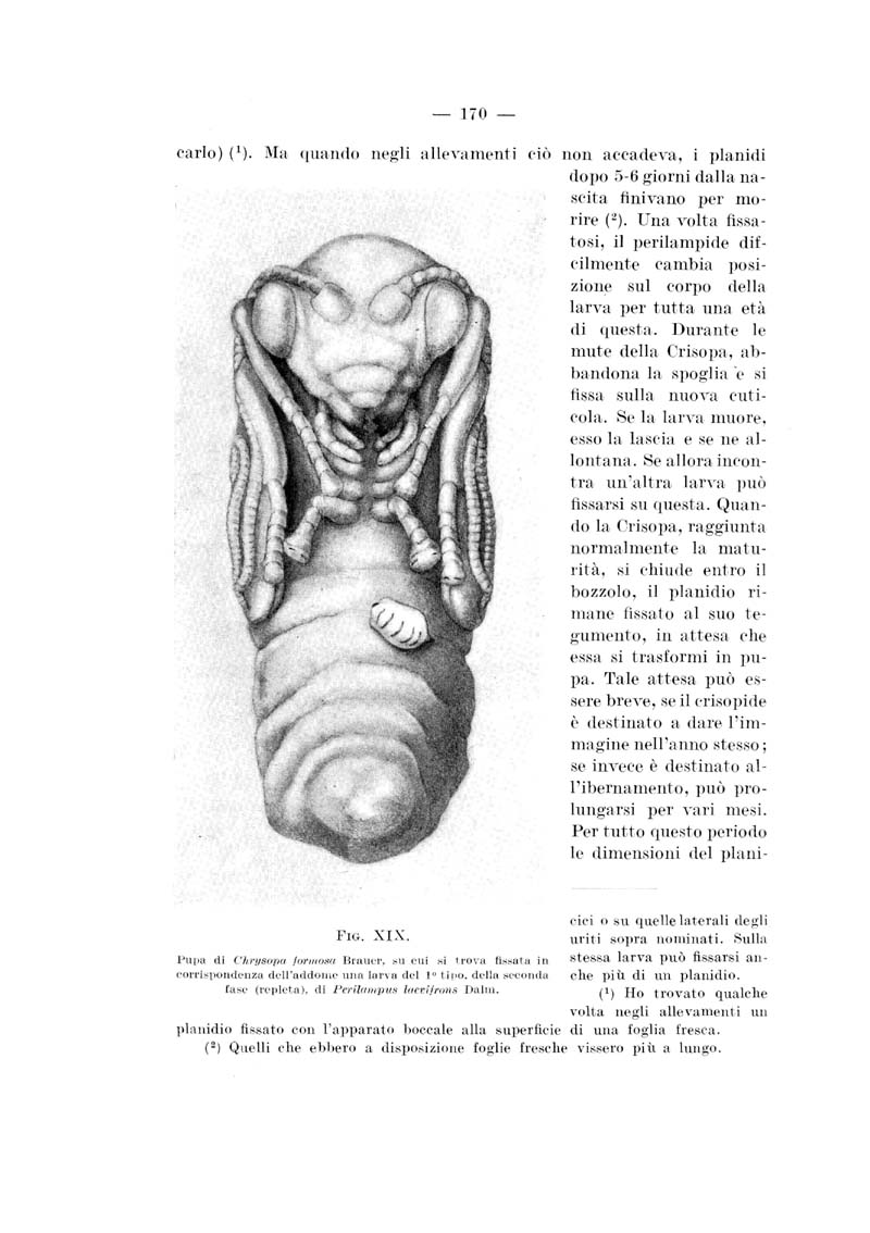 Splendido gioiellino (Perilampidae)